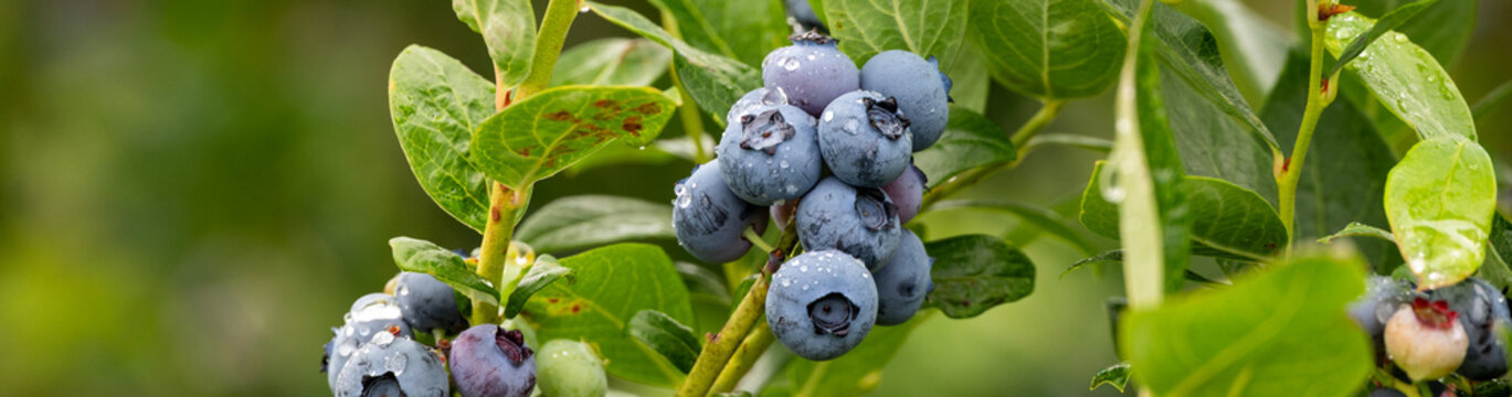 Closeup Duke variety blueberry bush with ripe and tasty berries growing on it, small family u-pick farm, wet with raindrops, Carnation, Washington, Pacific Northwest

