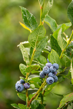 Closeup Duke variety blueberry bush with ripe and tasty berries growing on it, small family u-pick farm, wet with raindrops, Carnation, Washington, Pacific Northwest
