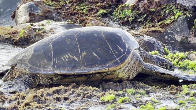 A green sea turtle (Chelonia mydas) is eating sea lettuce (Ulva lactuca). Laniakea Beach, Honolulu, North Shore of Oahu island, Hawaii. 
