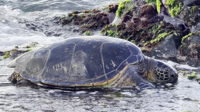 A green sea turtle (Chelonia mydas) is eating sea lettuce (Ulva lactuca). Laniakea Beach, Honolulu, North Shore of Oahu island, Hawaii. 
