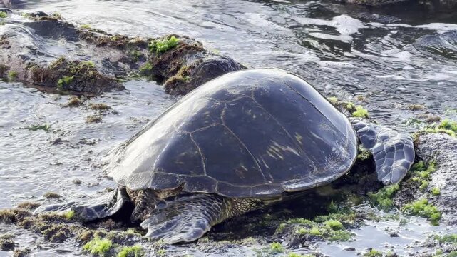 A green sea turtle (Chelonia mydas) is eating sea lettuce (Ulva lactuca). Laniakea Beach, Honolulu, North Shore of Oahu island, Hawaii. 