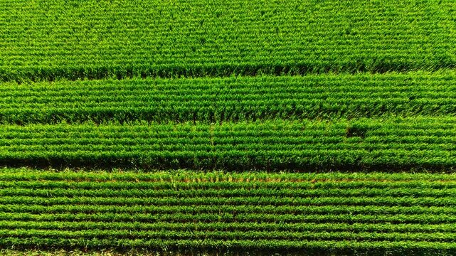 Drone view of striped wheat field texture. Overhead perspective of layered green crop bands with a lighter access lane cutting through.