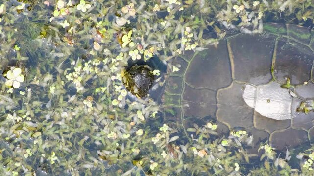 Turtle Floating in Pond Top View Nature Video