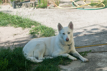 White husky dog lying on the ground near grass and concrete-path © Ruslan