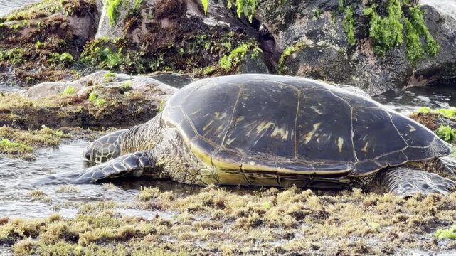 A green sea turtle (Chelonia mydas) is eating sea lettuce (Ulva lactuca). Laniakea Beach, Honolulu, North Shore of Oahu island, Hawaii. 