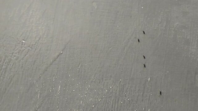 A few tiny black ants crawling on a textured gray wall surface. A minimalist abstract background with small insects.
