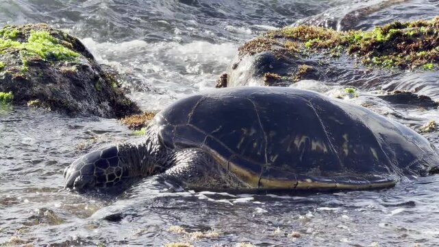 A green sea turtle (Chelonia mydas) is eating sea lettuce (Ulva lactuca). Laniakea Beach, Honolulu, North Shore of Oahu island, Hawaii. 