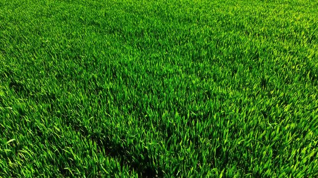 Aerial texture of dense green wheat crop. Overhead close up shows uniform blades and stalks filling the frame with rich color.