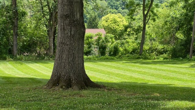 Green Lawn Mowed With Stripes Grass Striped in Lines Professional Lawn Care and Landscaping Mowing Service 3