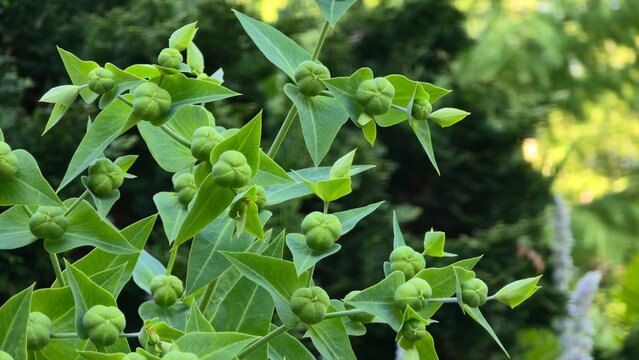 Budding Flowers Caper Spurge 