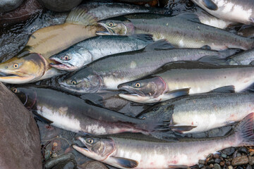 Obraz premium Fresh Pink Salmon fish catch displayed at harbor market for seafood commerce