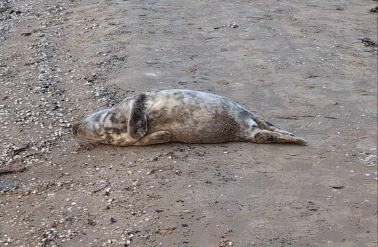 Cute grey seal pup resting on a Baltic sea beach.