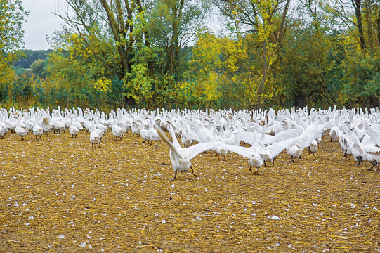 Flock Of White Geese Flapping Wings On Farm