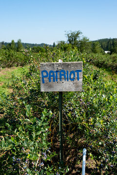 Hand painted sign for Patriot variety blueberry bushes loaded with fresh ripe berries on a small family u-pick farm, Carnation, Washington, Pacific Northwest
