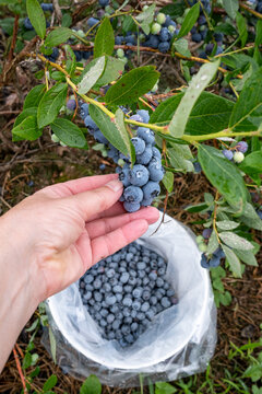 Caucasian woman&rsquo;s hand picking ripe Duke variety blueberries from a wet bush in a small family u-pick farm, Carnation, Washington, Pacific Northwest
