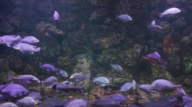 Galilee tilapia fish swimming underwater near rocky formations in aquarium with natural stone habitat
