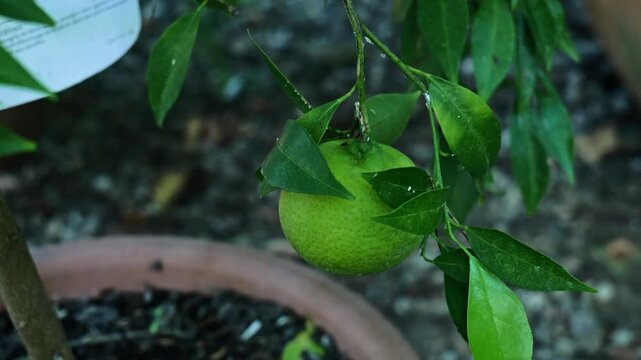Citruses