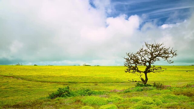 Timelapse of monsoon clouds creating dynamic light and shadow over the wildflower-covered plateau in the Western Ghats, Maharashtra, India. The landscape is carpeted with mostly by Smithia flowers.
