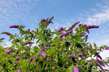 Selective focus of violet blue flowers Summer lilac (Vlinderstruik) Buddleja davidii, Butterfly-bush or Orange eye is a species of flowering plant in the family Scrophulariaceae, Natural background. © Sarawut