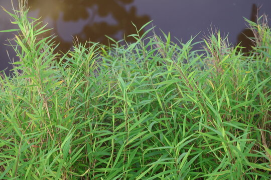 Lush grass growing naturally along the banks of a freshwater river.