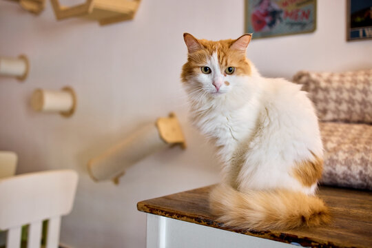 a calm cat sitting on a wooden table in a cozy indoor living space with patterned cushions and wall-mounted scratchers, surrounded by white, orange, and brown tones.