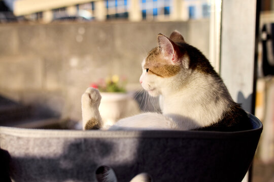 a serene cat sitting in a bowl on an outdoor balcony, surrounded by greenery and a calm atmosphere, with a side view of the building in the background, pet photography and calmm.