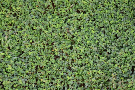 Grona triflora foliage, resilient tropical groundcover with trifoliate leaves for forage and erosion