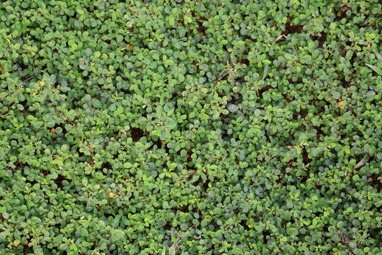 Grona triflora foliage, resilient tropical groundcover with trifoliate leaves for forage and erosion