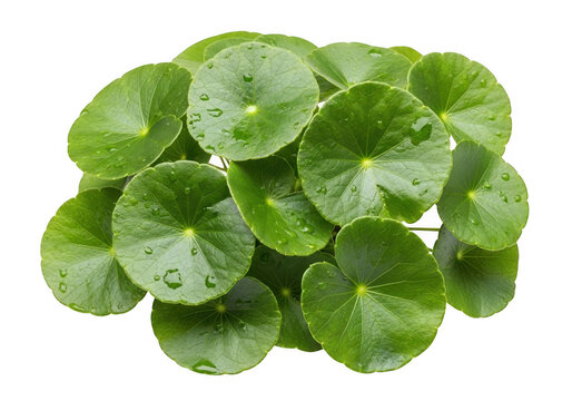 Fresh green gotu kola leaves with water drops for healthy herbal medicine and organic food