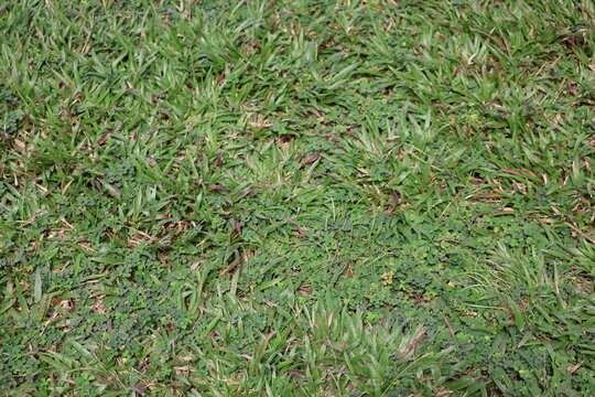 Grass and Grona triflora foliage, resilient tropical groundcover with trifoliate leaves for forage and erosion