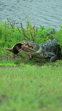 Alligator Thrashing its Prey with Powerful Jaws and one of the Strongest Bite Forces on the Planet