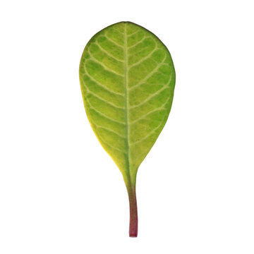 Madagascar Jewel green leaf (Euphorbia leuconeura) on white background
