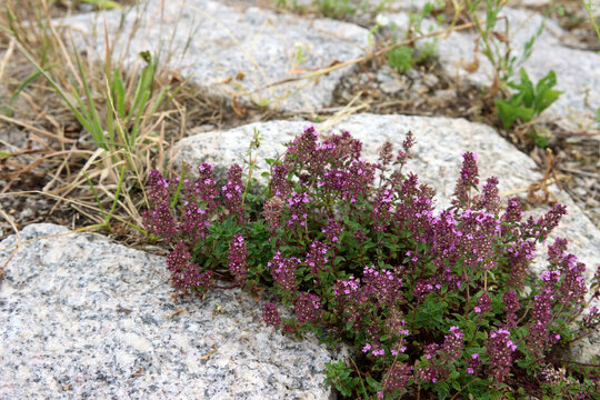 Sand-Thymian