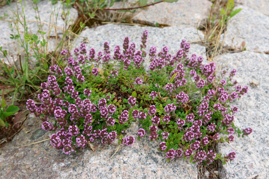 Sand-Thymian