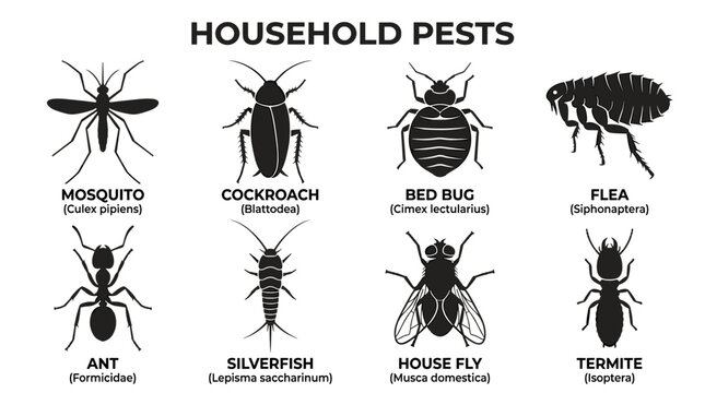 Minimal Household Pest Insects Vector Icon Collection in Black Monochrome Silhouette Style