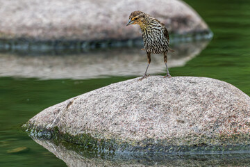 Female red-winged blackbird perches on a boulder as it looks down at the water. © Lecia Michelle