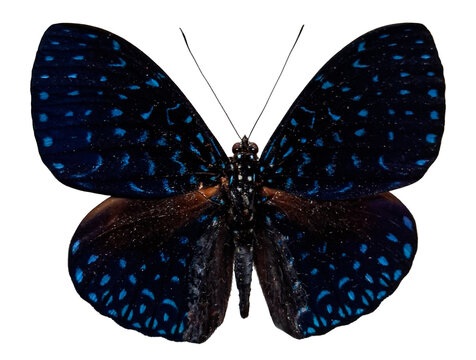 A black blue butterfly known as Starry Night Cracker Hamadryas laodamia is displayed against a white background. The wings show distinct patterns and colors that highlight its unique features.