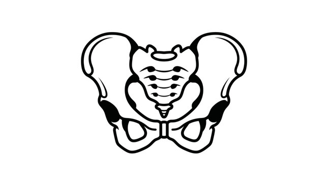 Anatomical human pelvis bone illustration on white background.