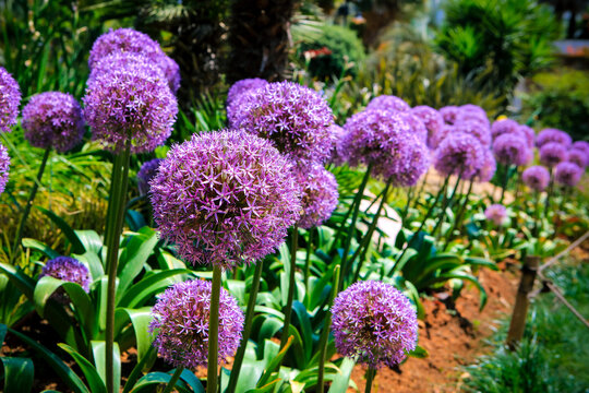 Purple Allium Giant Flower Blooming In Summer Garden