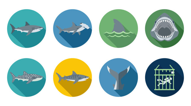 Collection of flat design shark species icons including hammerhead whale shark and shark cage diving equipment symbols in colorful circles
