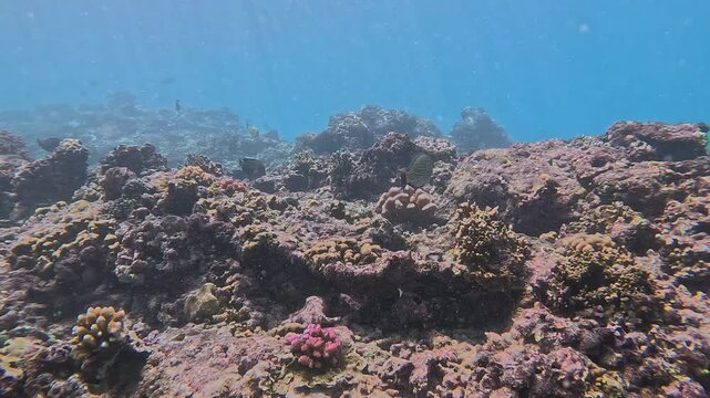 UNDERWATER: Striped reef fish glides above a sunlit coral garden in crystal tropical water while tiny blue fish flicker across the reef. Rich marine life and calm beauty of exotic Mentawai Islands.