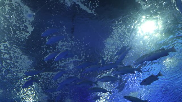 School of meagre fish and bull shark swimming in aquarium tank