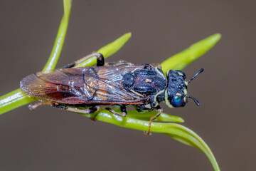Metallic Sawfly Side Profile Portrait © Andrew