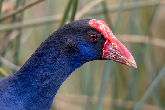 Australasian Swamphen Portrait with Bright Red Bill and Blue Plumage