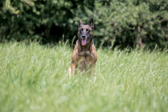 Attraktive junge Frau spielt mit Ihrem Sch&auml;ferhund auf der Wiese