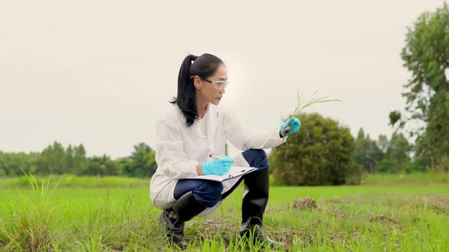 Asian female agricultural scientist researching rice plant growth and soil quality in green field