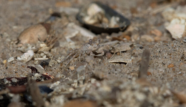 Ghost Crab