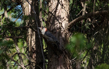Fototapeta premium Red Bellied Woodpecker