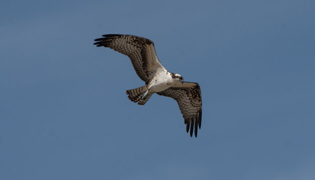 Osprey