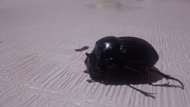 beetle on the ground